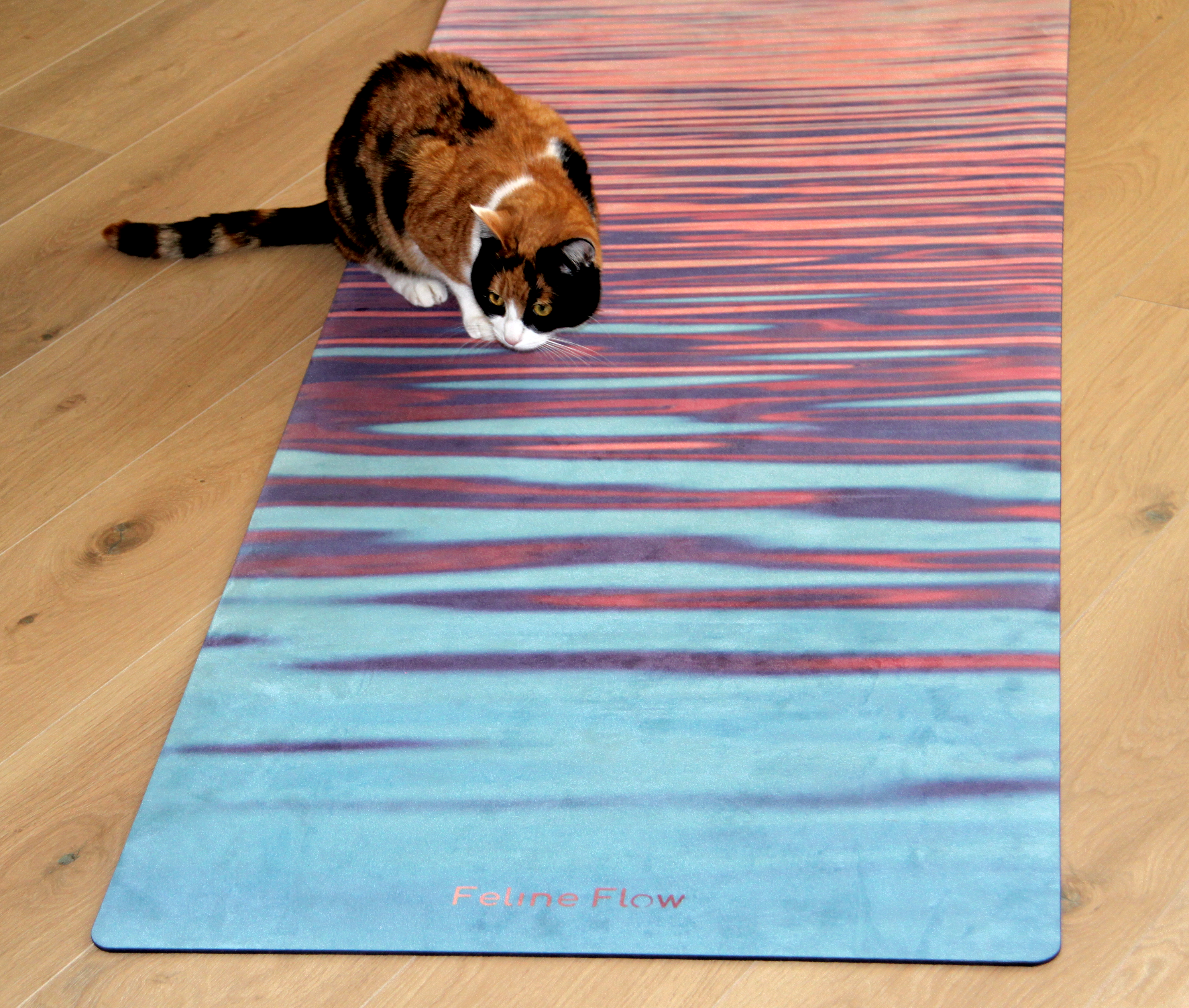 cat on yoga mat Feline Flow brand wooden floor