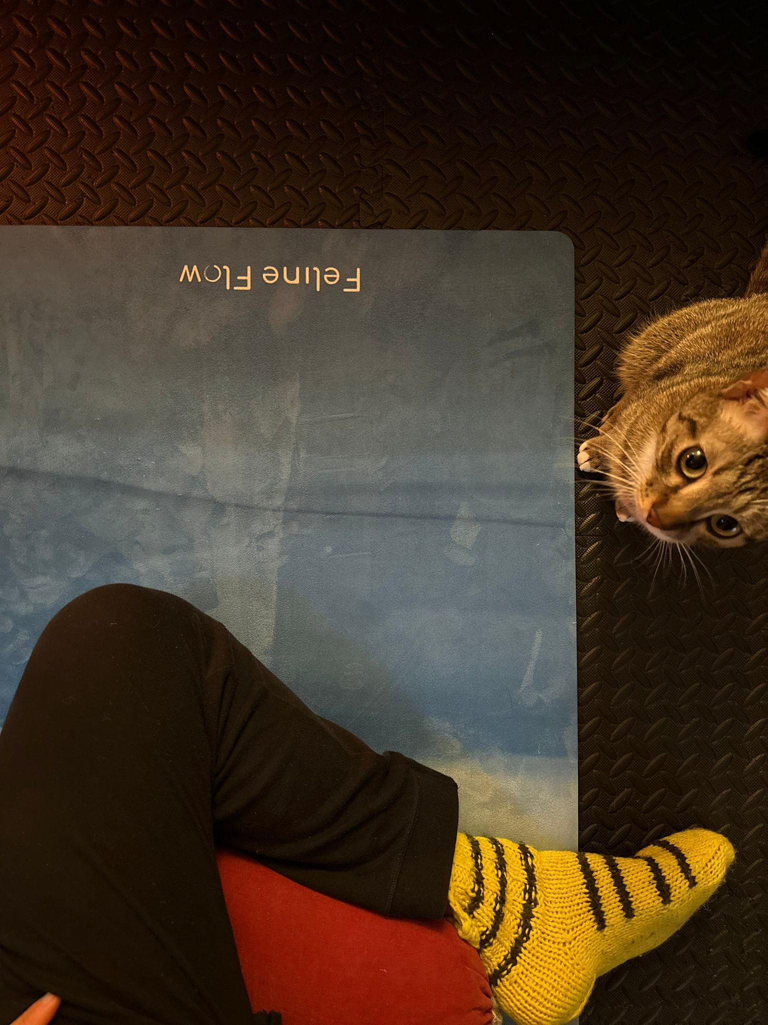 stretching on blue yoga mat cat looking up yellow sock