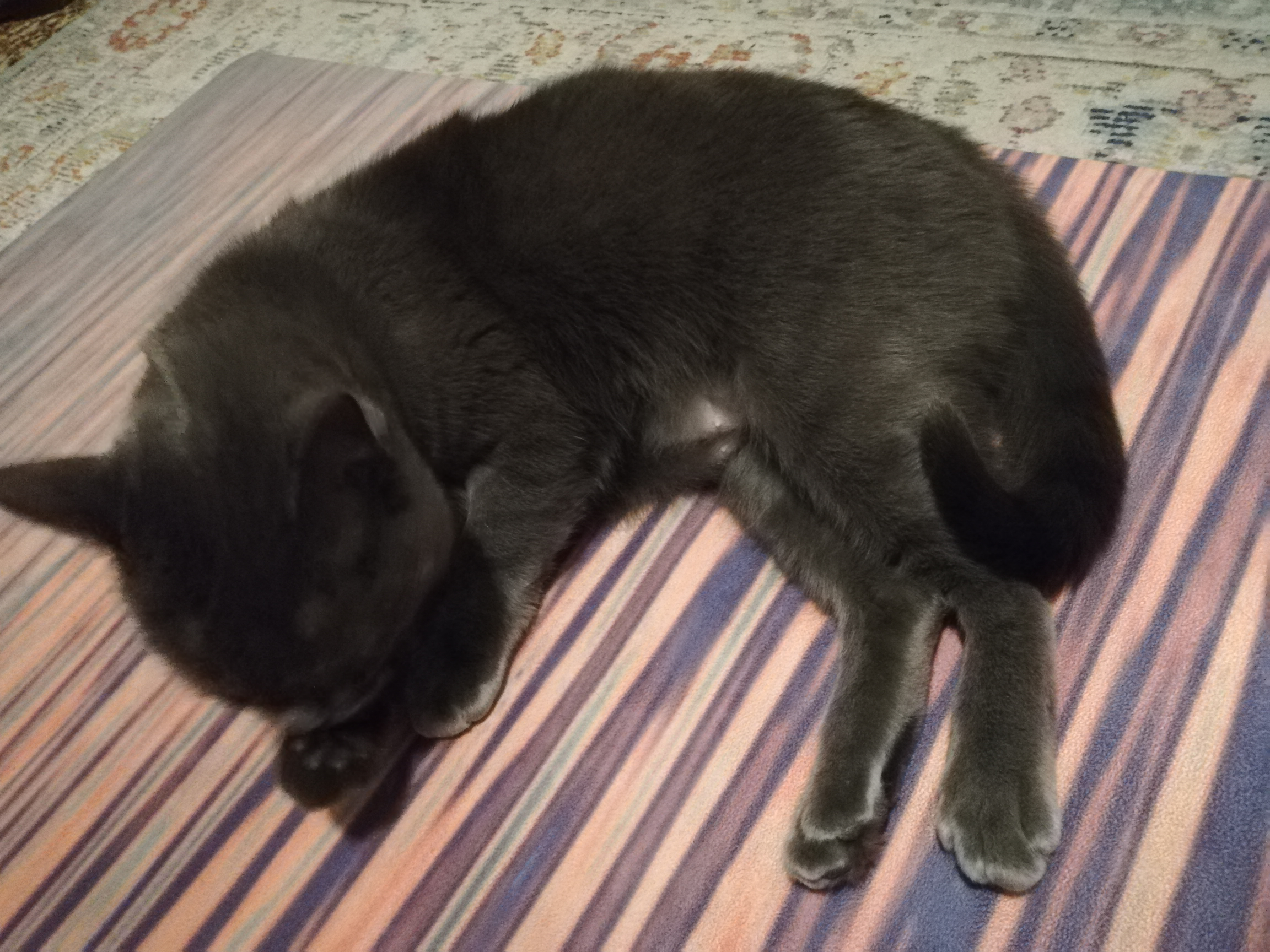 black cat grooming on yoga mat peaceful
