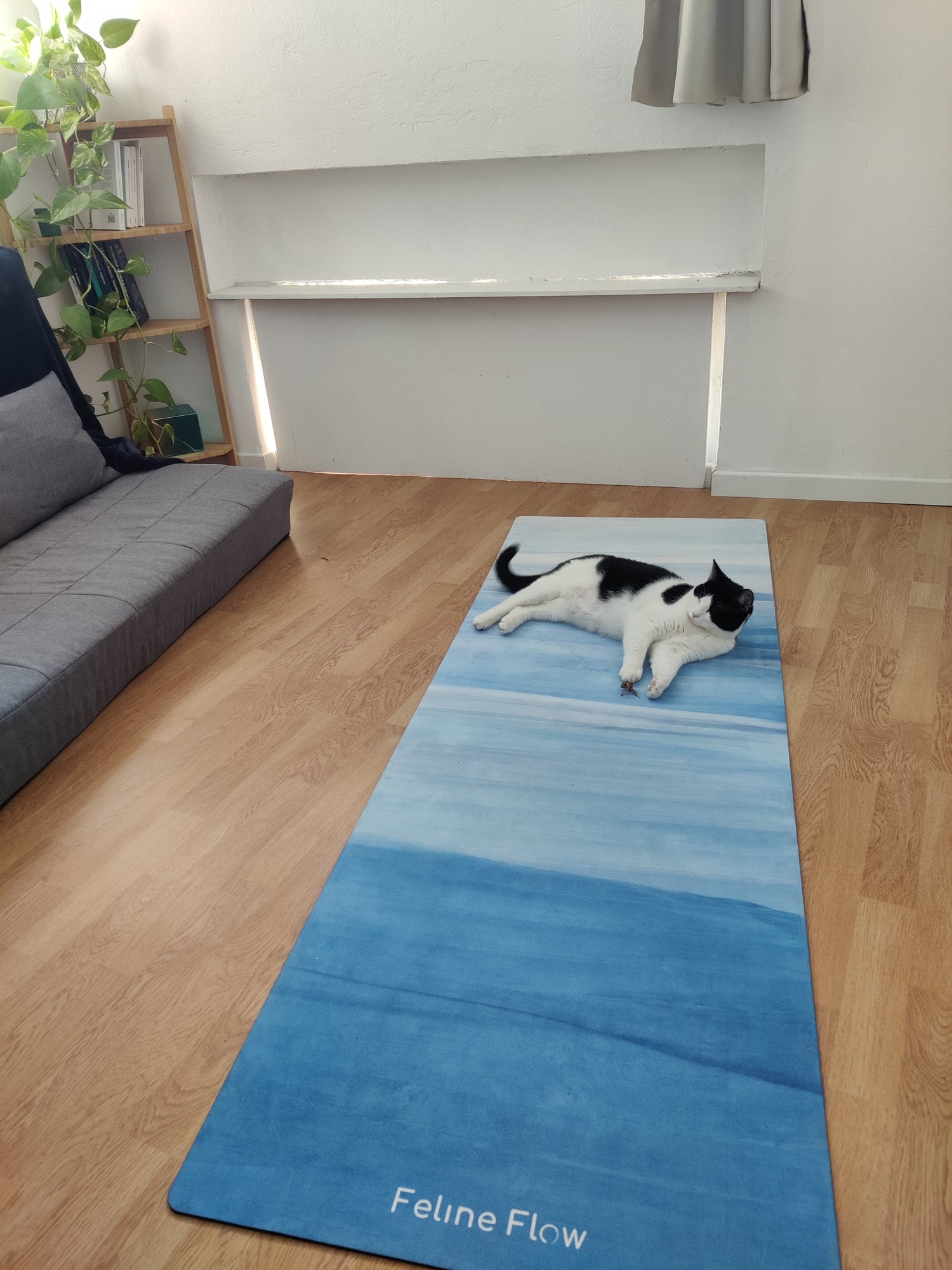cat lying on blue yoga mat in living room wooden floor