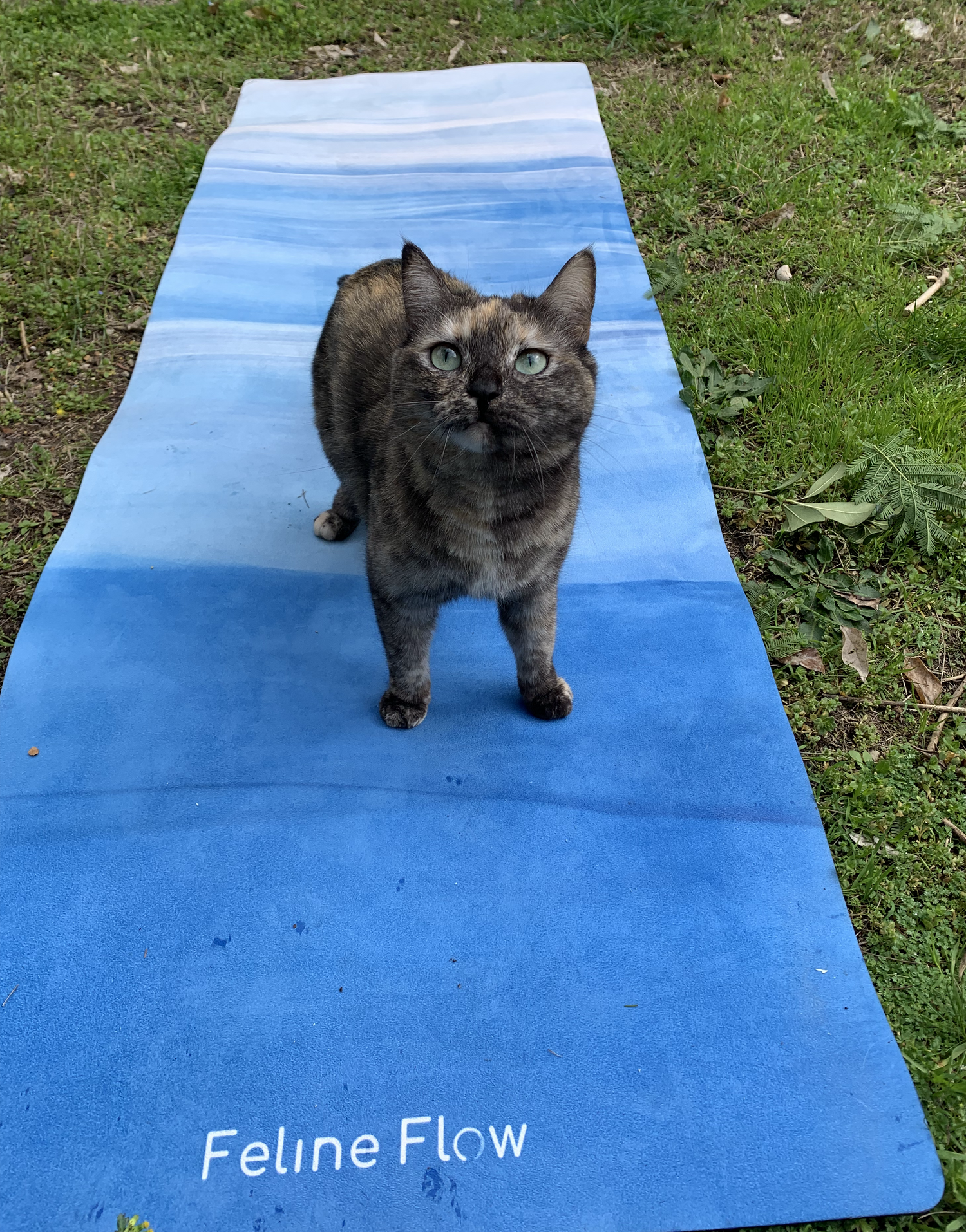 cat on blue yoga mat in backyard